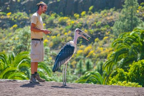 birds of prey gran canaria